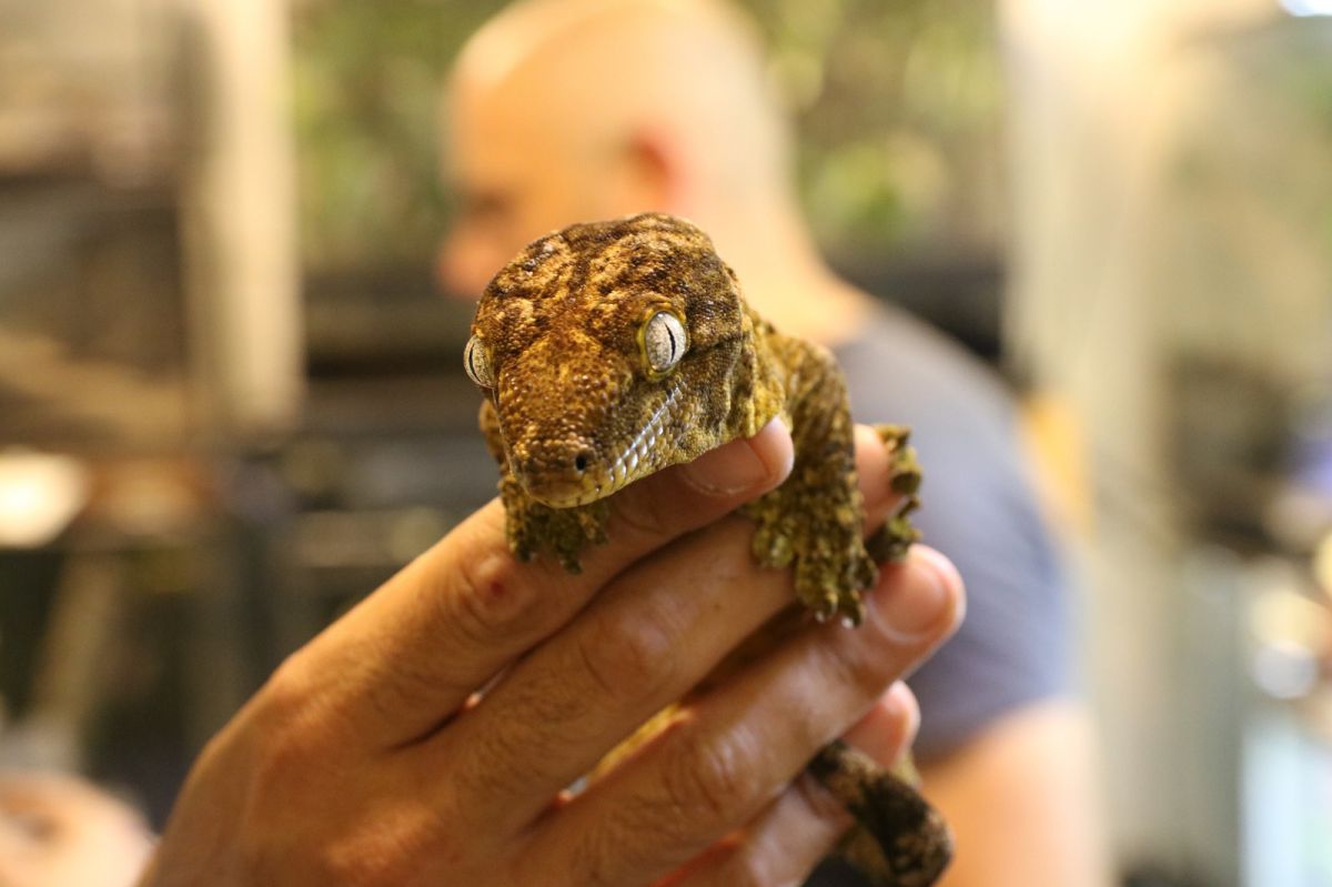 מבצע בינ"ל: זוחלים נדירים הוחרמו מדירה בתל אביב