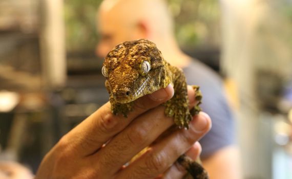 מבצע בינ"ל: זוחלים נדירים הוחרמו מדירה בתל אביב