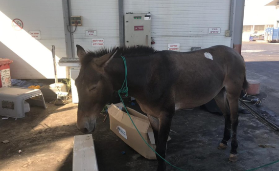 צפו: אורח מפתיע הגיע לנתב"ג
