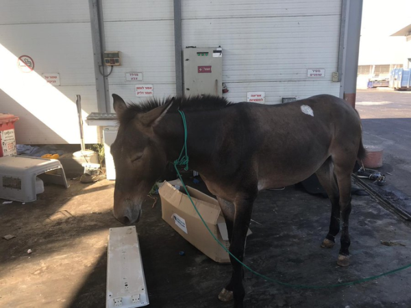 צפו: אורח מפתיע הגיע לנתב"ג