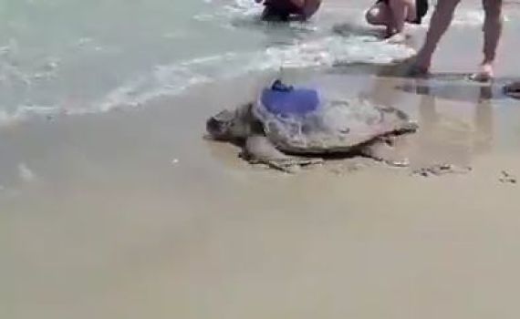 צפו: צב הים חוזר לטבע לאחר שיקום מפציעה