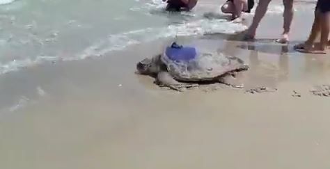 צפו: צב הים חוזר לטבע לאחר שיקום מפציעה