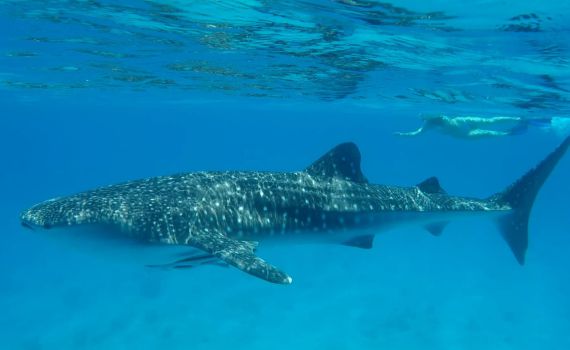 מרהיב: הדג הגדול ביותר בעולם נצפה בישראל. צפו
