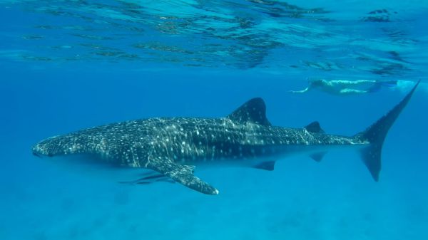 מרהיב: הדג הגדול ביותר בעולם נצפה בישראל. צפו