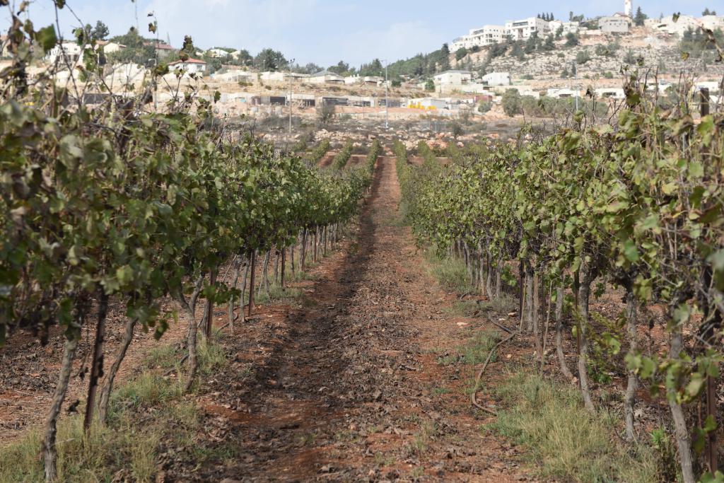 הזדמנות בכרמי שילה: בית פרטי עם גינה
