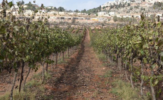 הזדמנות בכרמי שילה: בית פרטי עם גינה