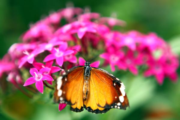 הקשבה של מכוון לפרשת "מטות": הפלא של הבריאה