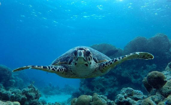 צפו: צב ים נדיר הגיע לביקור בשמורת האלמוגים באילת