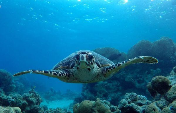 צפו: צב ים נדיר הגיע לביקור בשמורת האלמוגים באילת