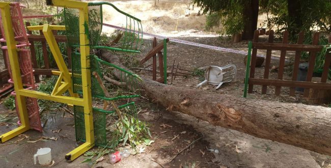 אסון בפארק בלכיש: עץ קרס על ילד בן 10 שנהרג