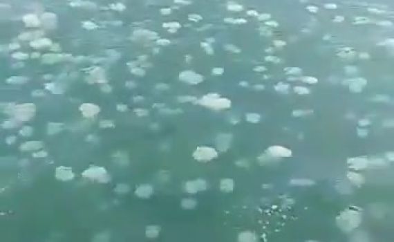 צפו: מתקפת ענק של מדוזות על נמל אשדוד