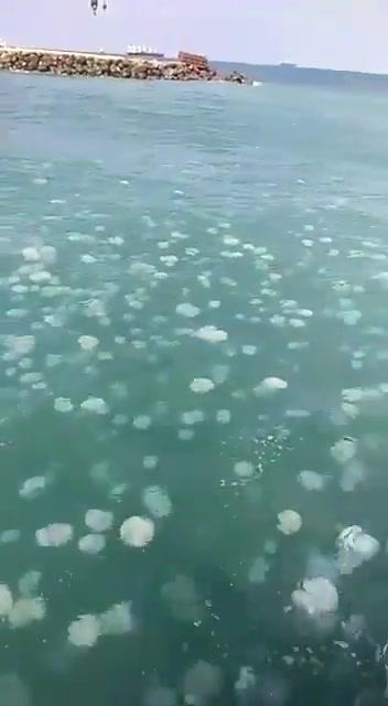 צפו: מתקפת ענק של מדוזות על נמל אשדוד