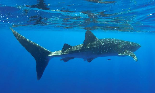  אורח נדיר במפרץ אילת: כריש לוויתני
