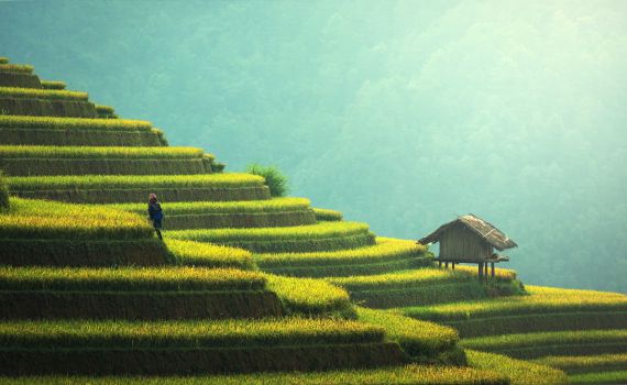 איך הפכה סין למעצמת אורז?