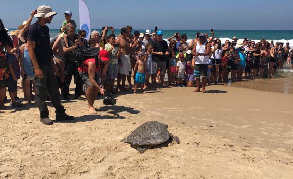 חוף בת ים: הצבים 'קובי' ו'משה' שבו לשחות בטבע
