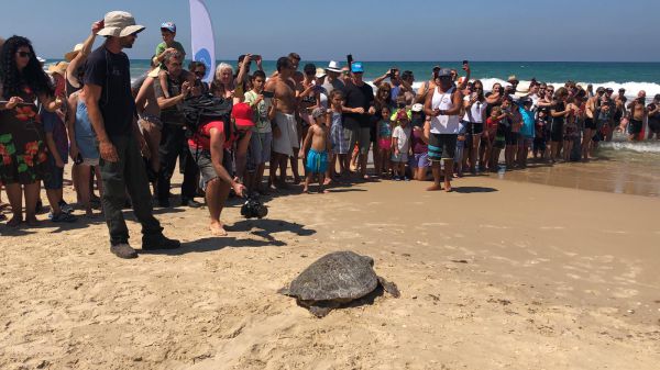 חוף בת ים: הצבים 'קובי' ו'משה' שבו לשחות בטבע