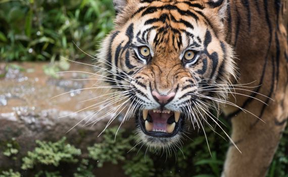 נמר תקף פעוט ישראלי בתאילנד