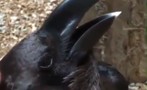 עורב או ארנב? צפו בסרטון שמשגע את הרשת