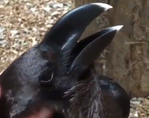 עורב או ארנב? צפו בסרטון שמשגע את הרשת