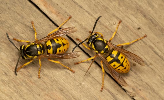 טרגדיה בצפון: גבר נפטר כתוצאה מעקיצת צרעה