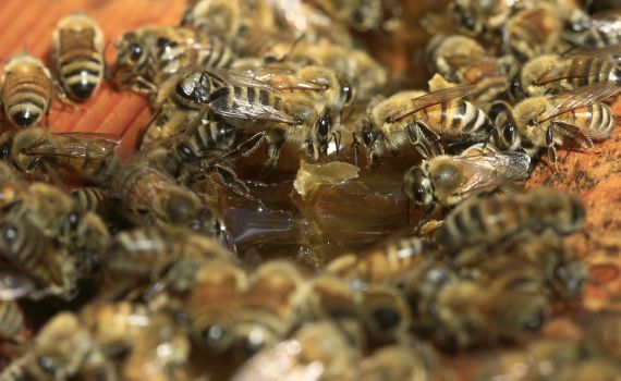 נחיל דבורים תקף מטיילים; 7 פונו לבית החולים