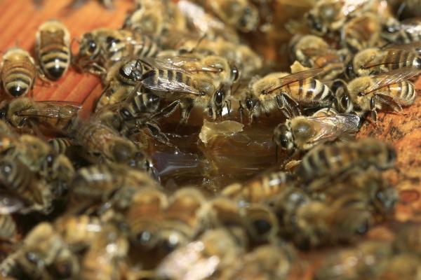 נחיל דבורים תקף מטיילים; 7 פונו לבית החולים