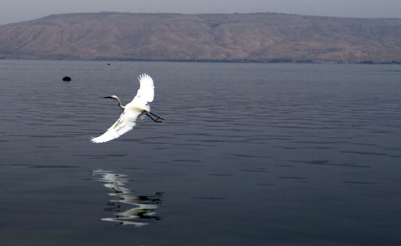 לפני הגשמים: מפלס הכנרת ממשיך לזנק