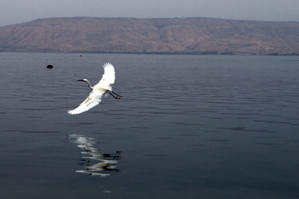 גשמי ברכה: מפלס הכנרת רושם עוד ציון דרך