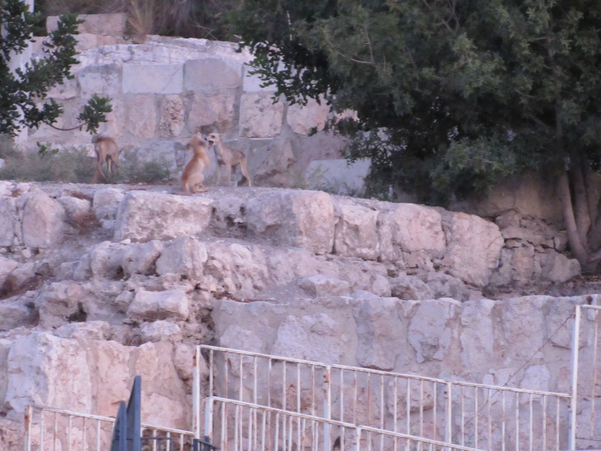 אגדת חורבן מול העיניים • צפו: שועלים במקום המקדש