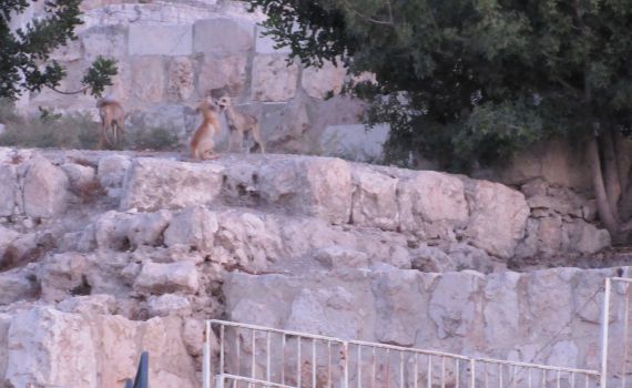 אגדת חורבן מול העיניים • צפו: שועלים במקום המקדש