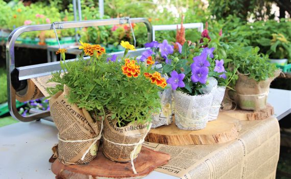 בית דוד מציג: משתלה טיפולית