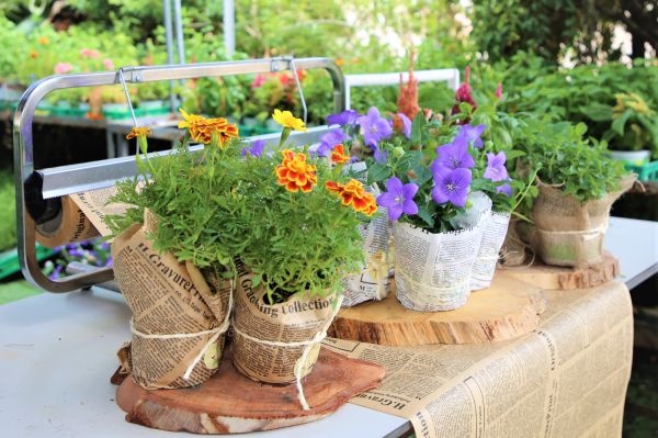 בית דוד מציג: משתלה טיפולית