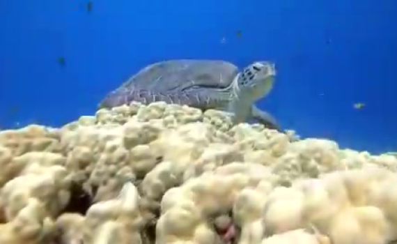 צפו: אורחים נדירים נצפו במפרץ אילת