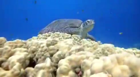 צפו: אורחים נדירים נצפו במפרץ אילת