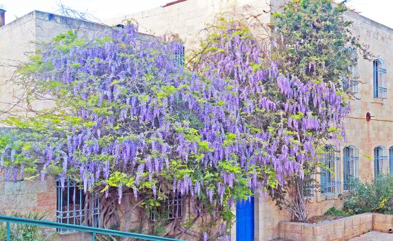 ירושלים: 3 ילדים הורעלו מאכילת פרי ויסטריה