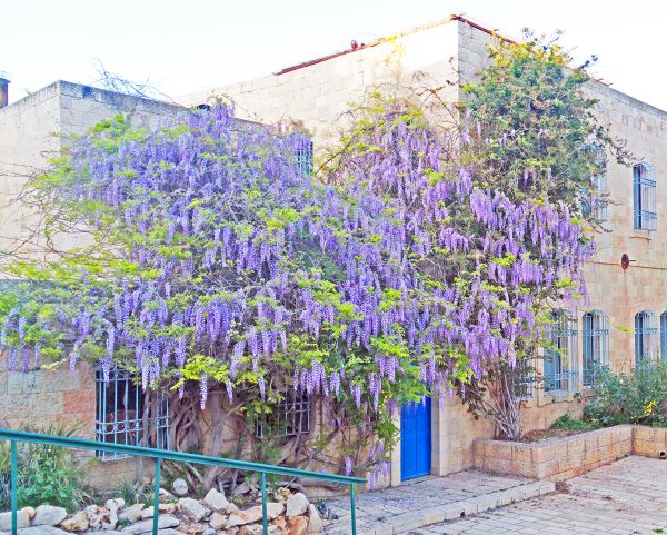 ירושלים: 3 ילדים הורעלו מאכילת פרי ויסטריה