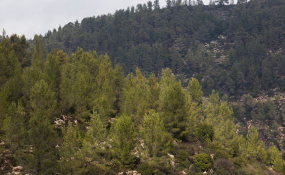 גופת גבר נמצאה ביער ירושלים