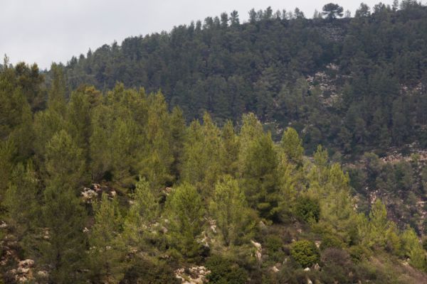 גופת גבר נמצאה ביער ירושלים