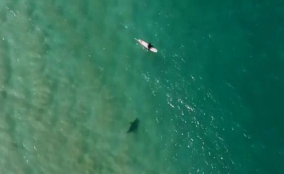 דרמה בים: רחפן הציל גולש מתקיפת כריש • צפו