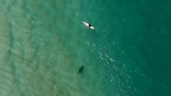 דרמה בים: רחפן הציל גולש מתקיפת כריש • צפו