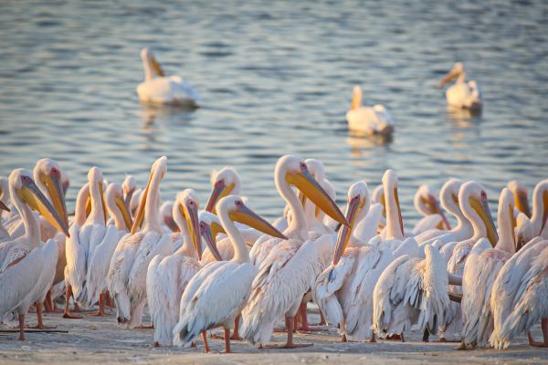 מרהיב: מאות שקנאים במעוף לפני נחיתה