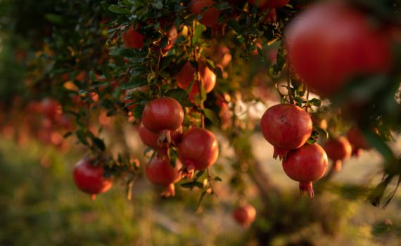 שפת הסימנים של ראש השנה יכולה לחבר את העם