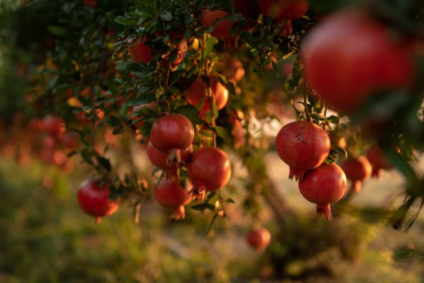 שפת הסימנים של ראש השנה יכולה לחבר את העם