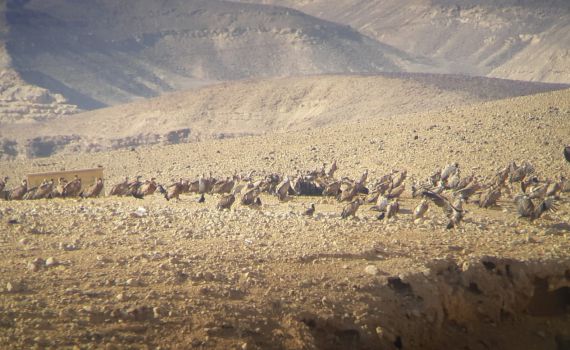 מדהים: 50 נשרים בארוחת בוקר במכתש הגדול