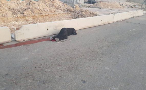 מחבלת שלפה סכין במחסום קלנדיה. נורתה ונהרגה