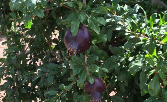 הפרשה מכוונת לי: "מיומנו של מביא הביכורים"
