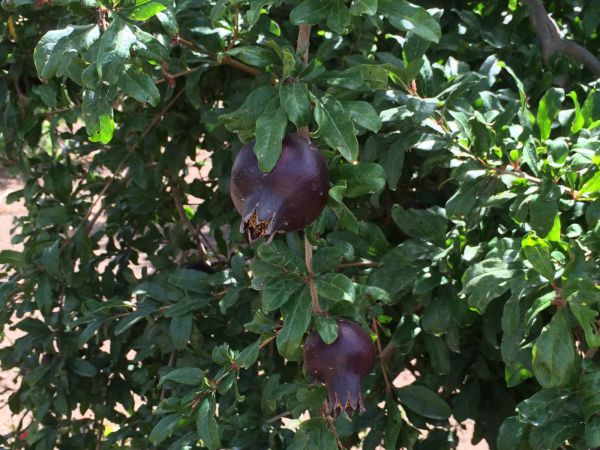 הפרשה מכוונת לי: "מיומנו של מביא הביכורים"