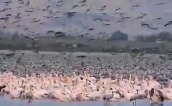 חניית לילה: אלפי שקנאים ועגורים נחתו באגמון החולה