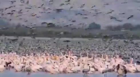 חניית לילה: אלפי שקנאים ועגורים נחתו באגמון החולה