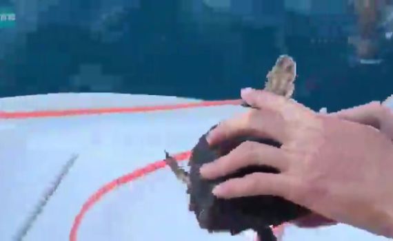 צפו: צבי ים נפצעו משקיות פלסטיק, טופלו ושוחררו לים